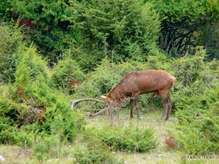 Alla corte di Sua Maest l''Unicorno - (fotoracconto fantasy)